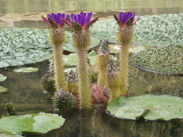 オニバスの花の写真