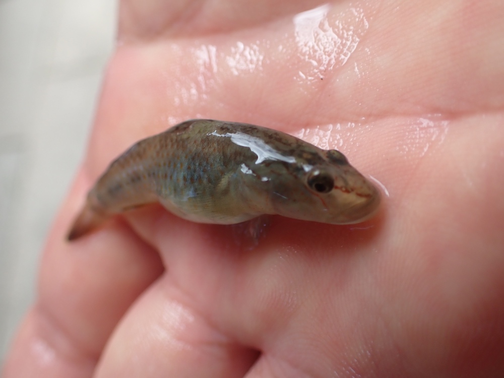 魚の写真