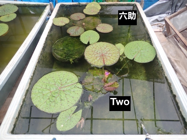 オニバスの写真
