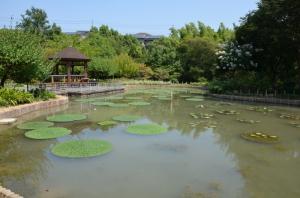 於大公園オニバス池の写真