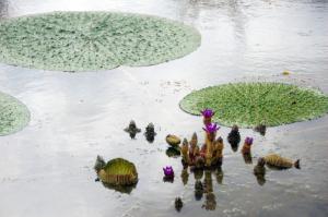 オニバスの花の写真