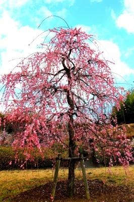 於大公園の枝垂れ梅