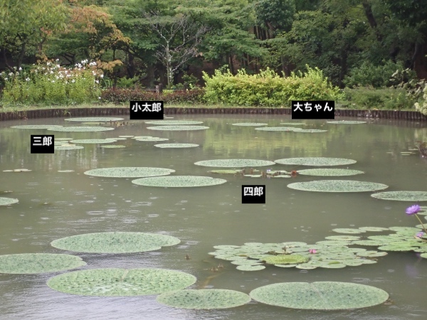 オニバスの写真