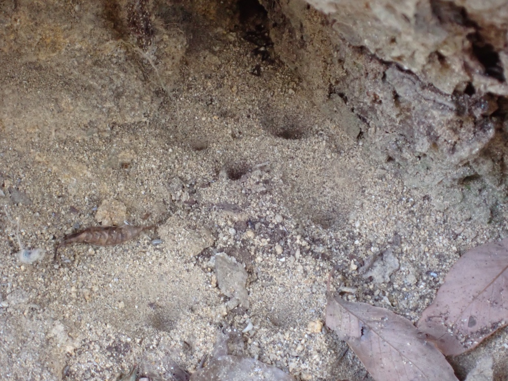 アリジゴクの巣の写真