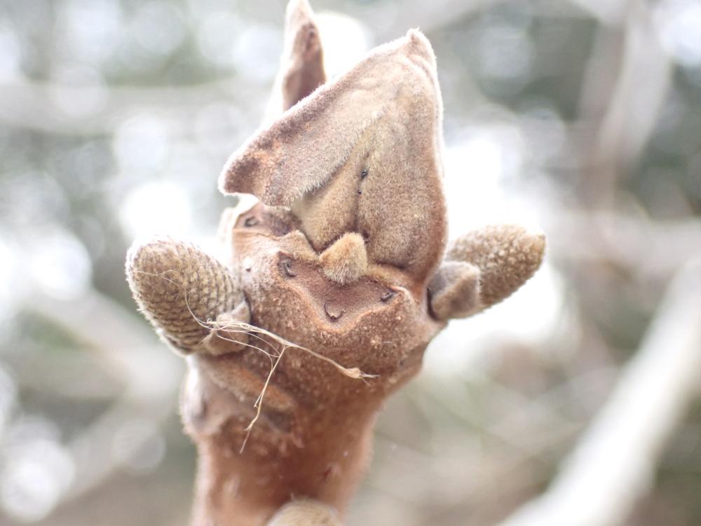 クルミの冬芽と葉痕の写真