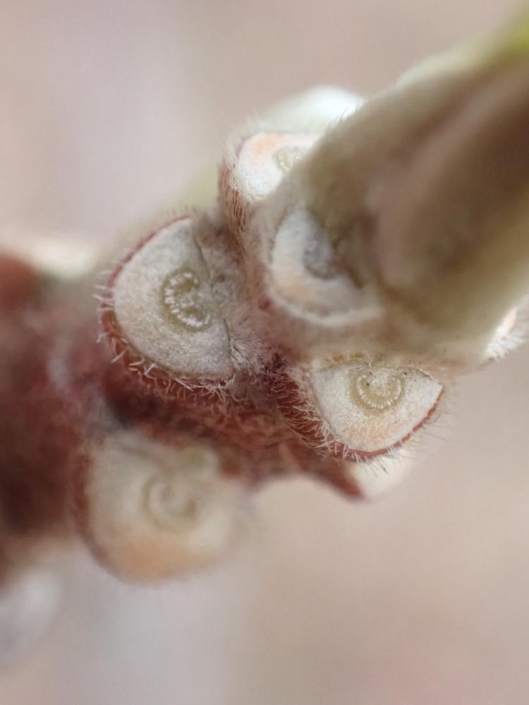 ミツマタの葉痕の写真