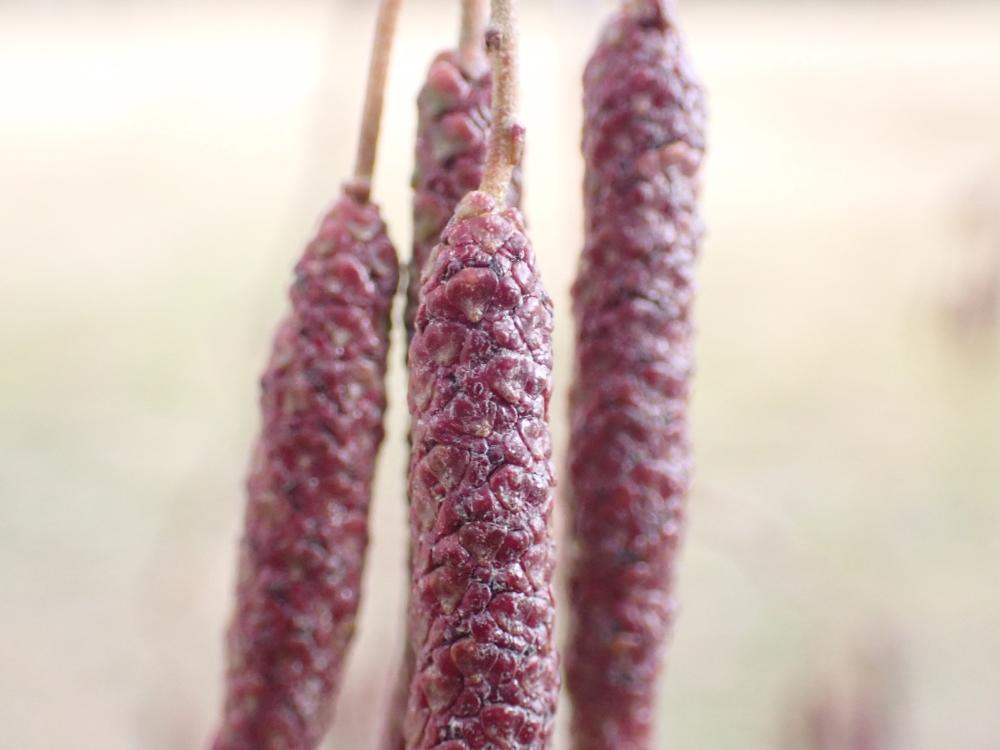 ハンノキの雄花序の写真