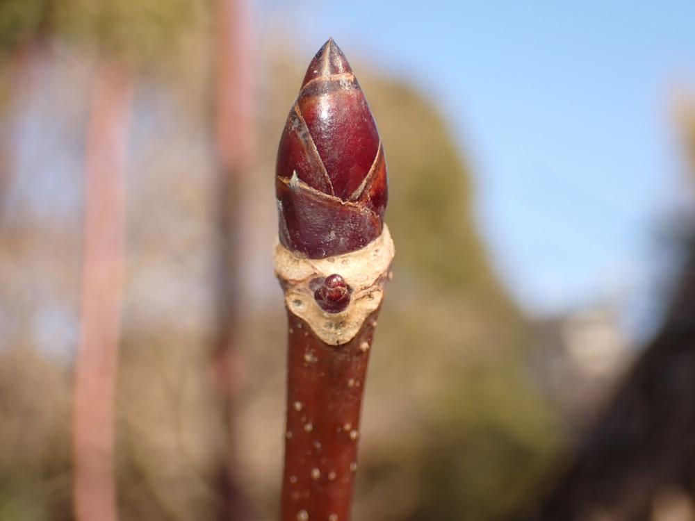 ハンカチノキの冬芽の写真