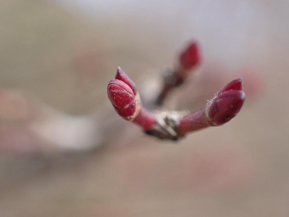 イロハモミジの冬芽の写真