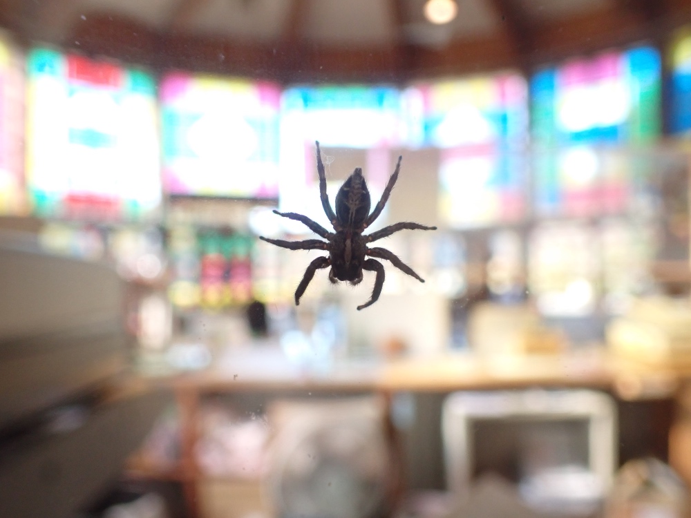 チャスジハエトリの写真