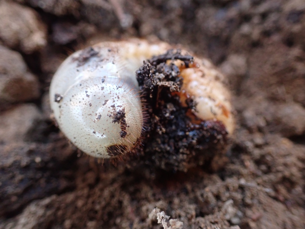 カブトムシの幼虫の写真