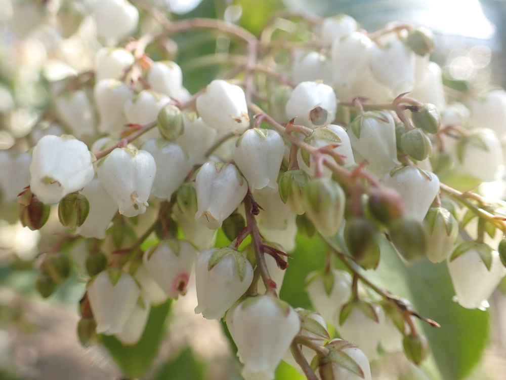 アセビの花の写真