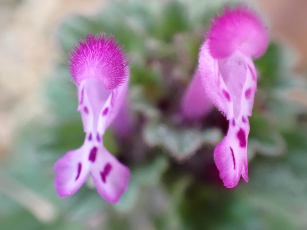 ホトケノザの花の写真