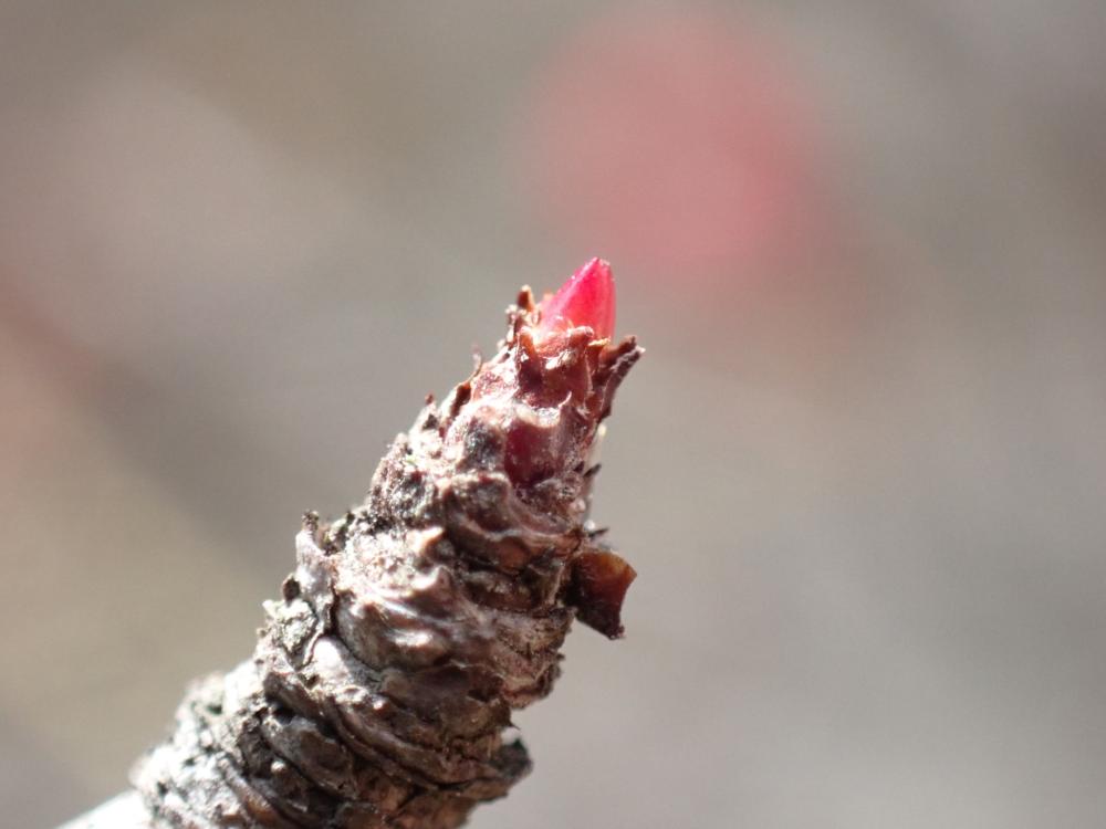 ボケの葉芽の写真