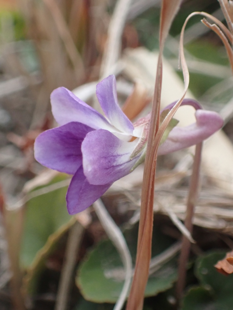 ニオイタチツボスミレの花の写真