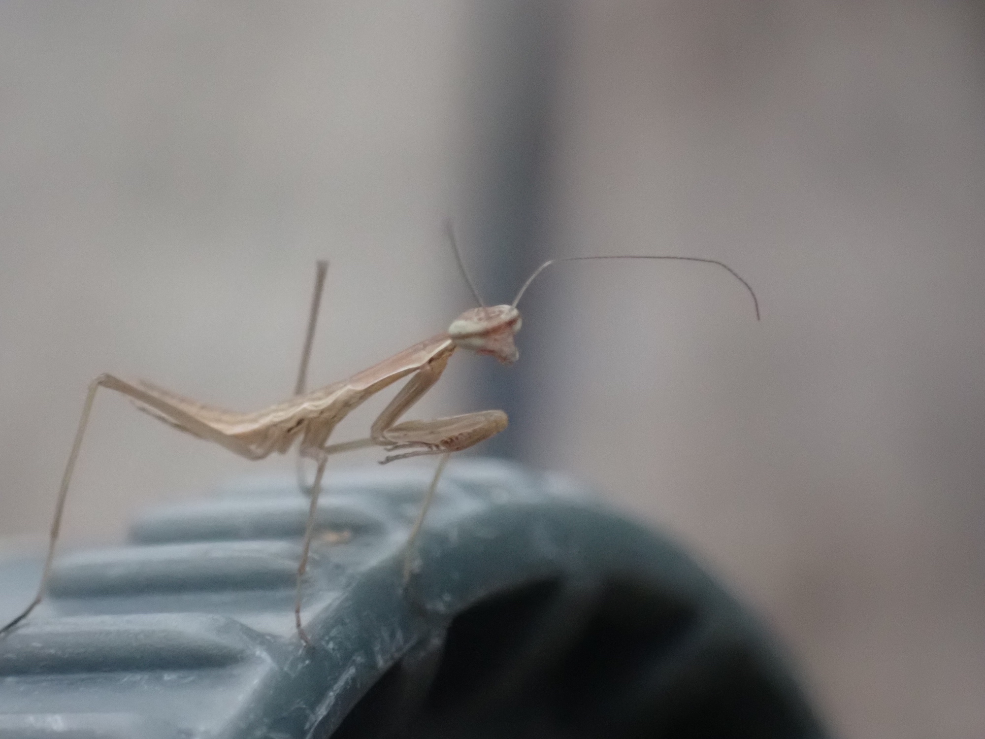 カマキリの写真