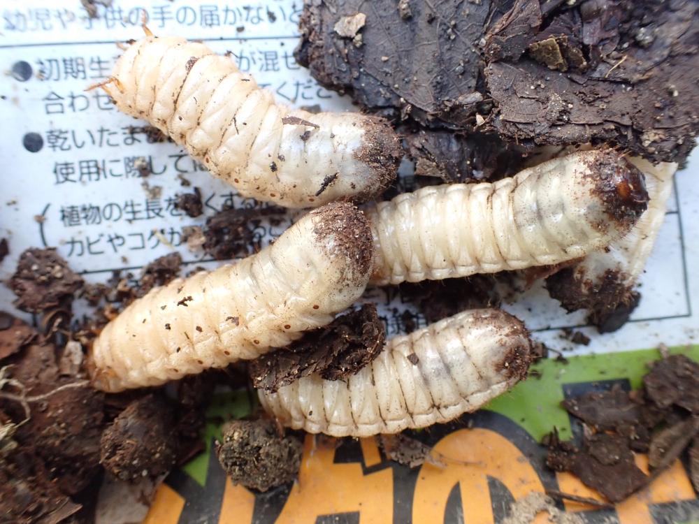 カナブンの幼虫の写真