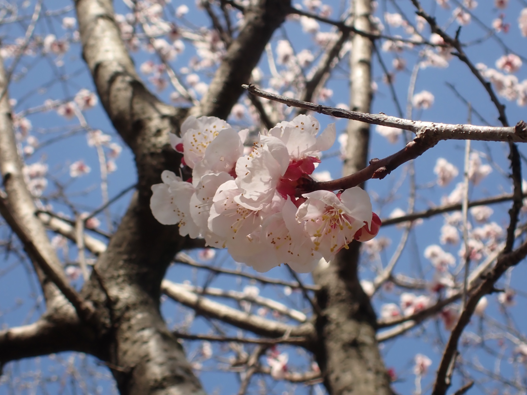 アンズの花の写真