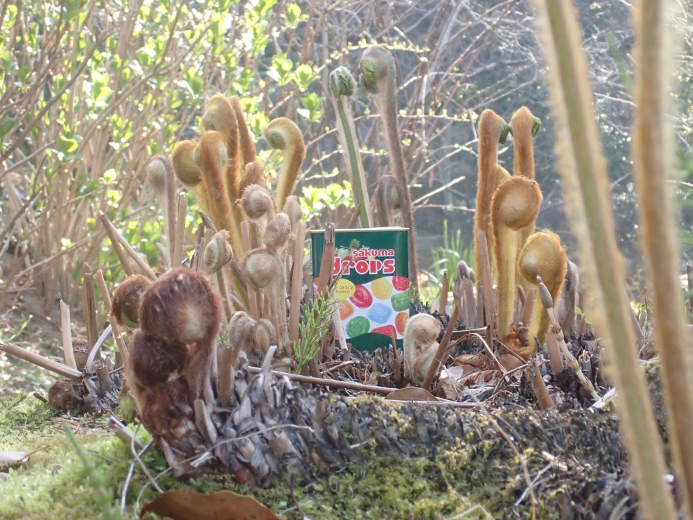 ゼンマイの写真