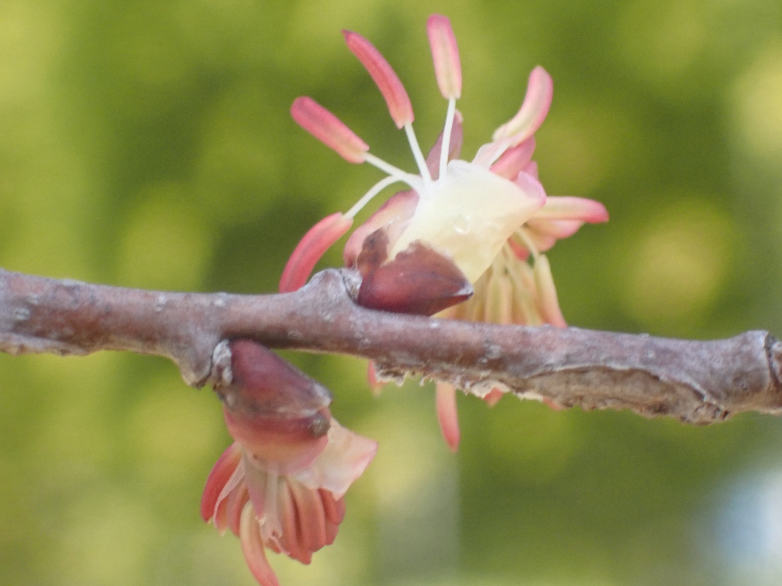 カツラの花の写真