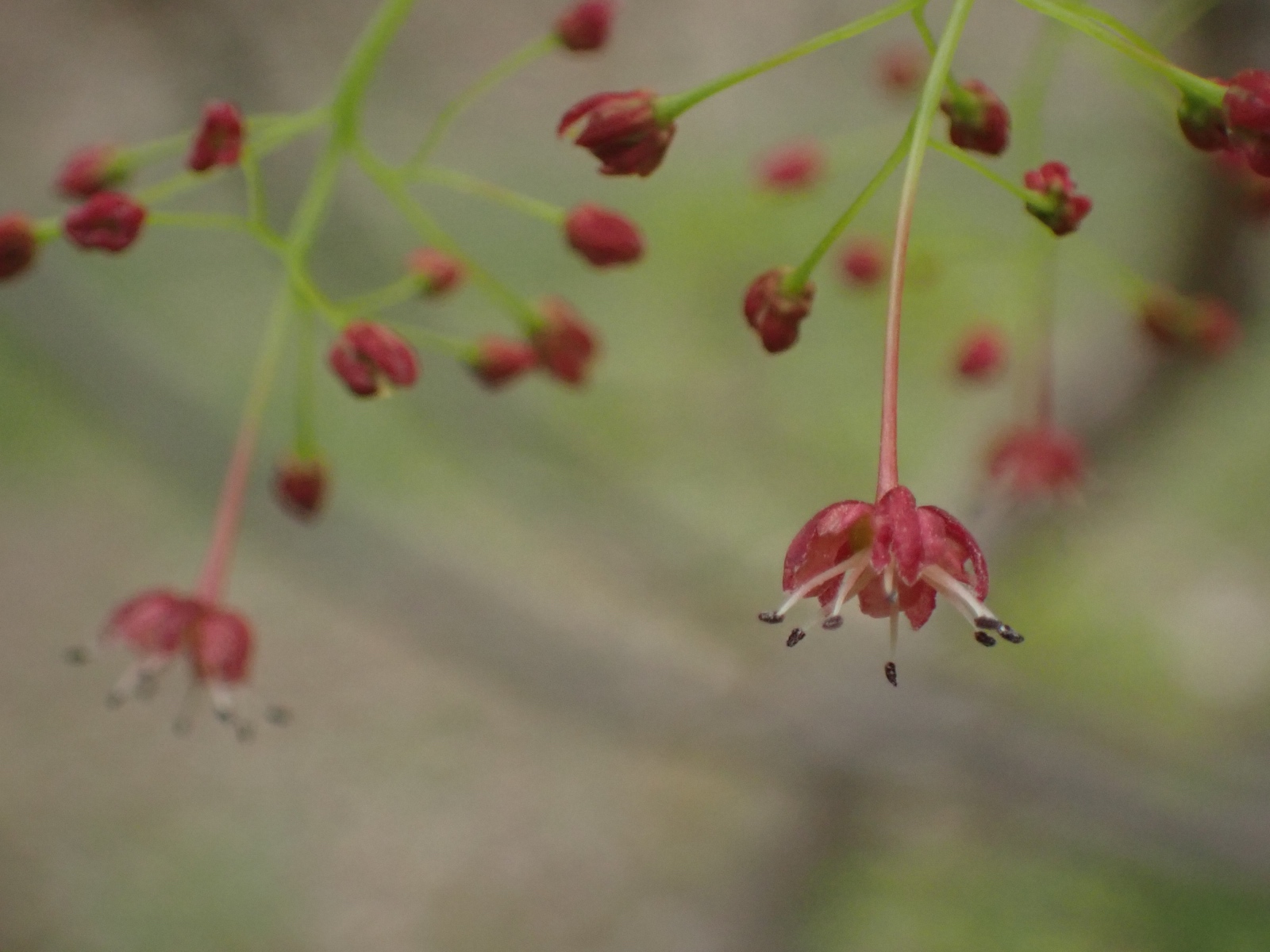 イロハモミジの雄花の写真