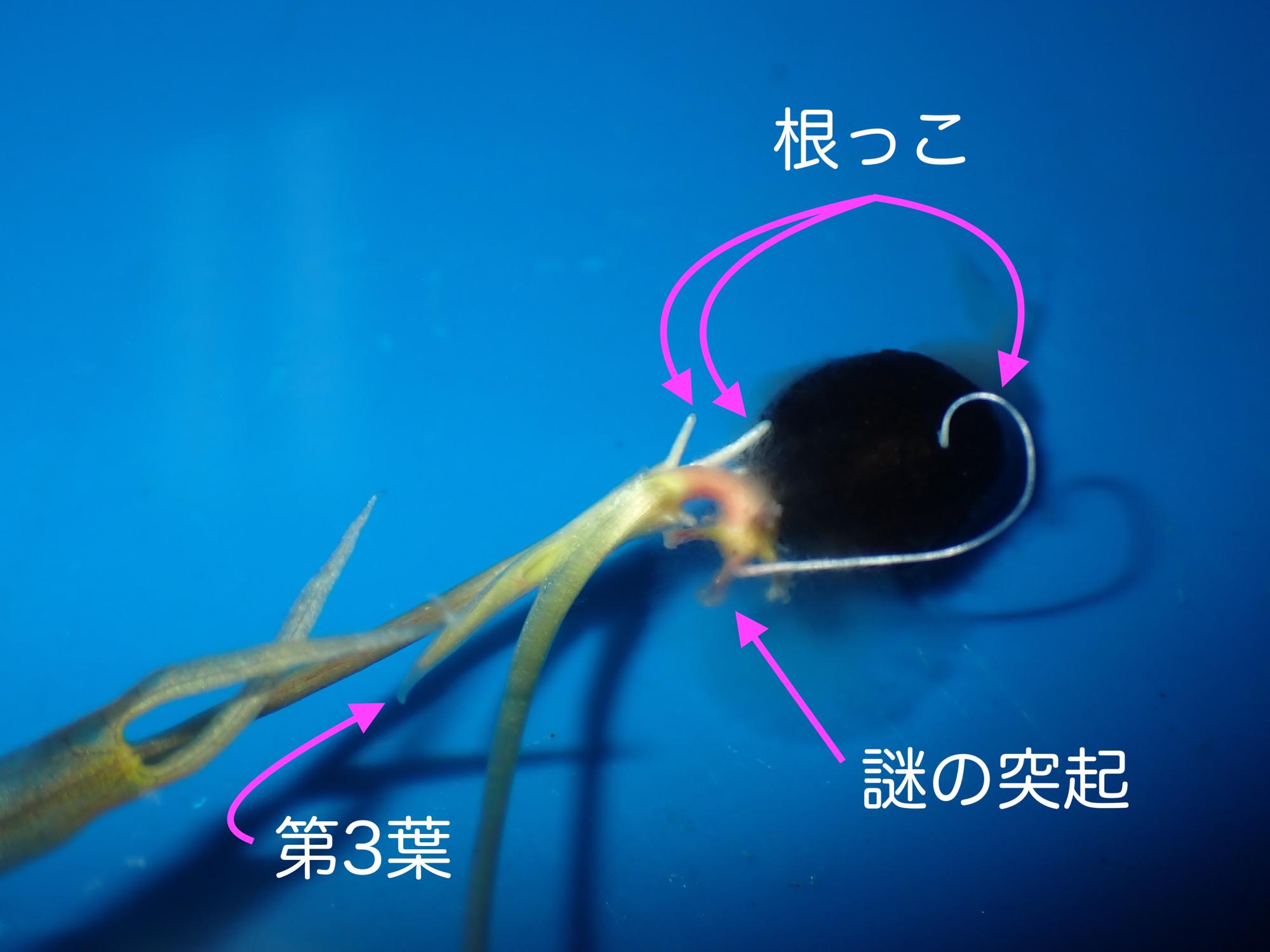 オニバスの写真
