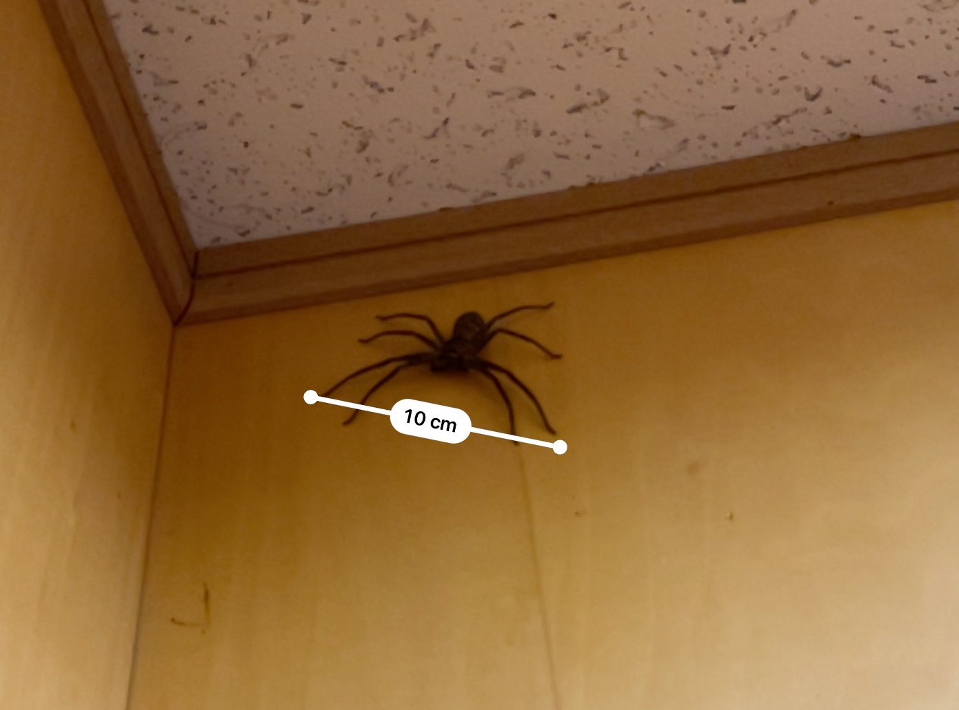 アシダカグモの写真