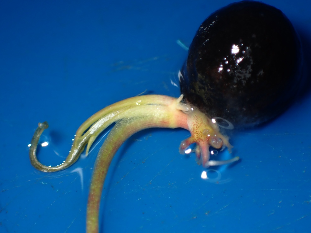 オニバスの種子の写真