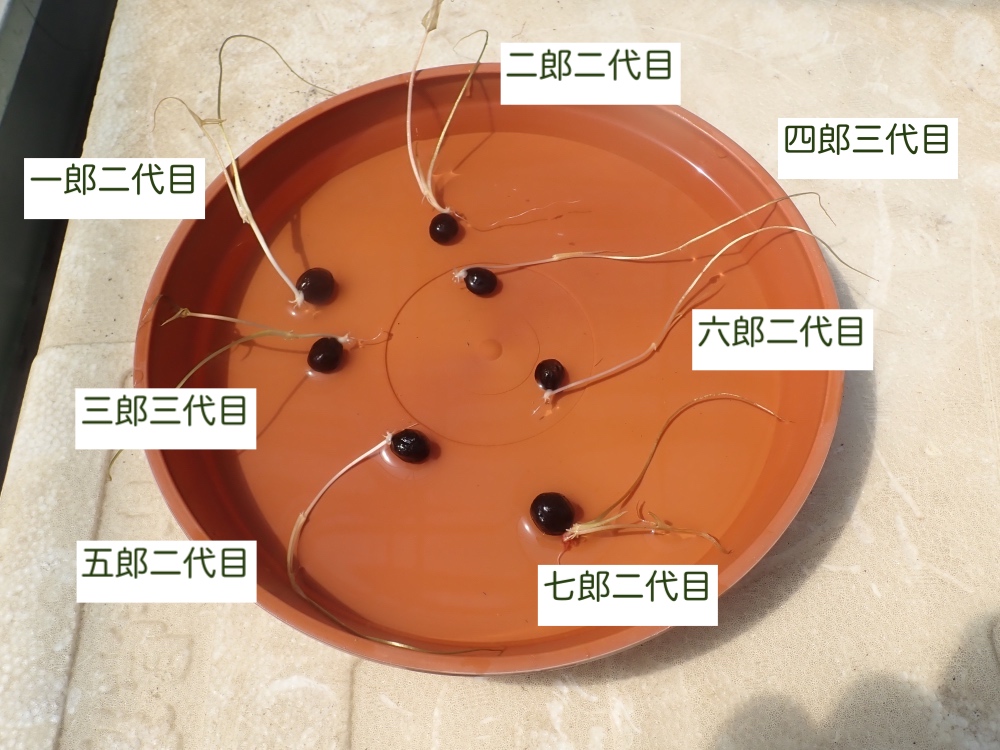 オニバスの写真