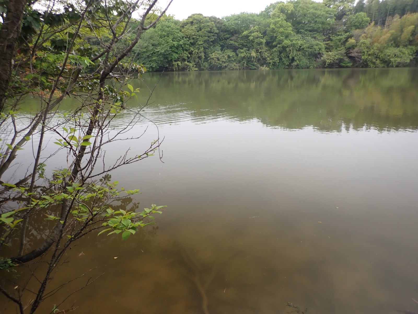 飛山池の写真