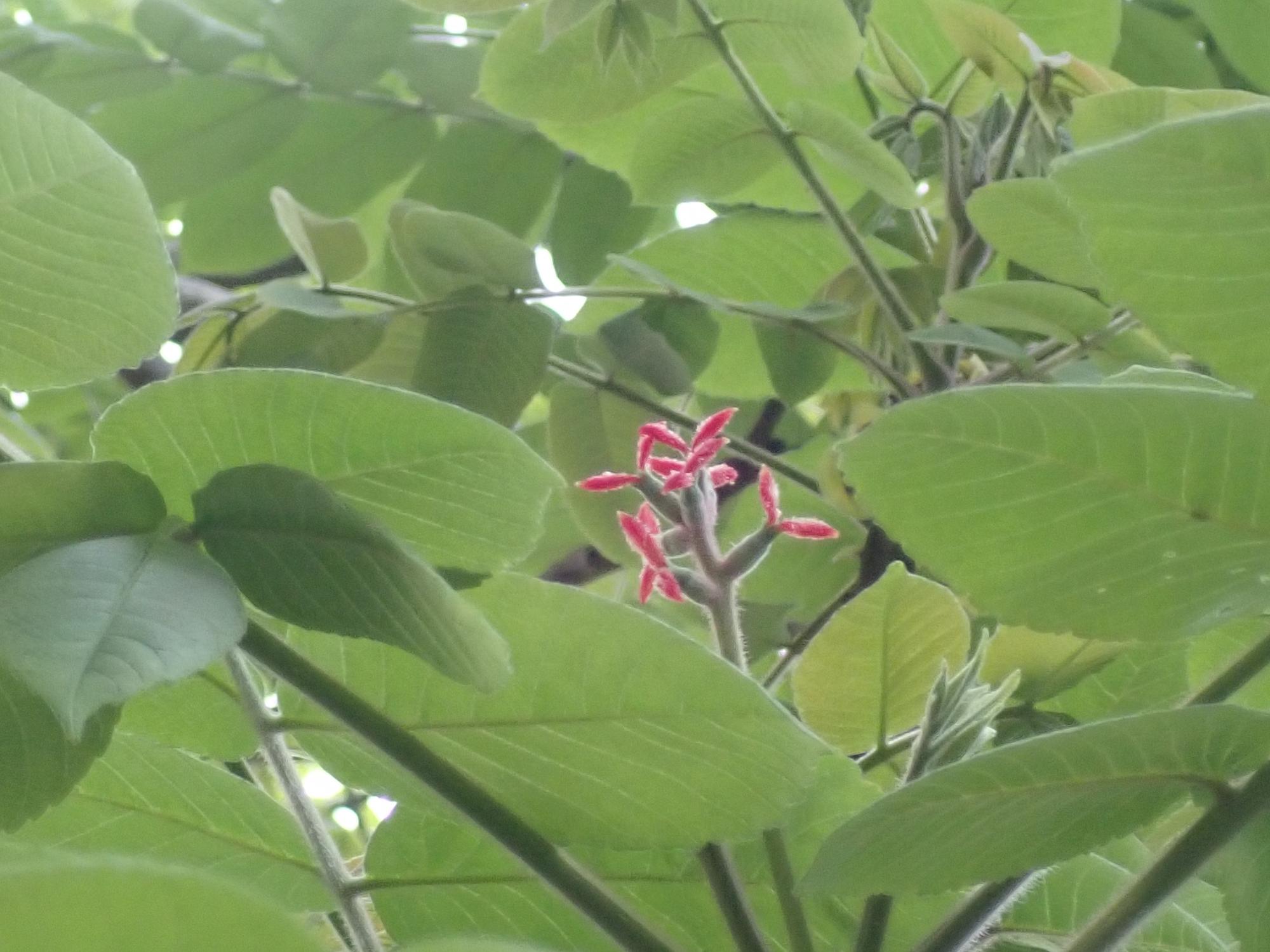 クルミの花の写真
