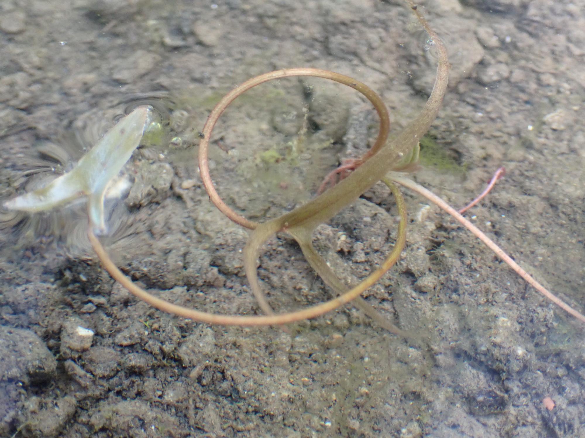 オニバスの写真