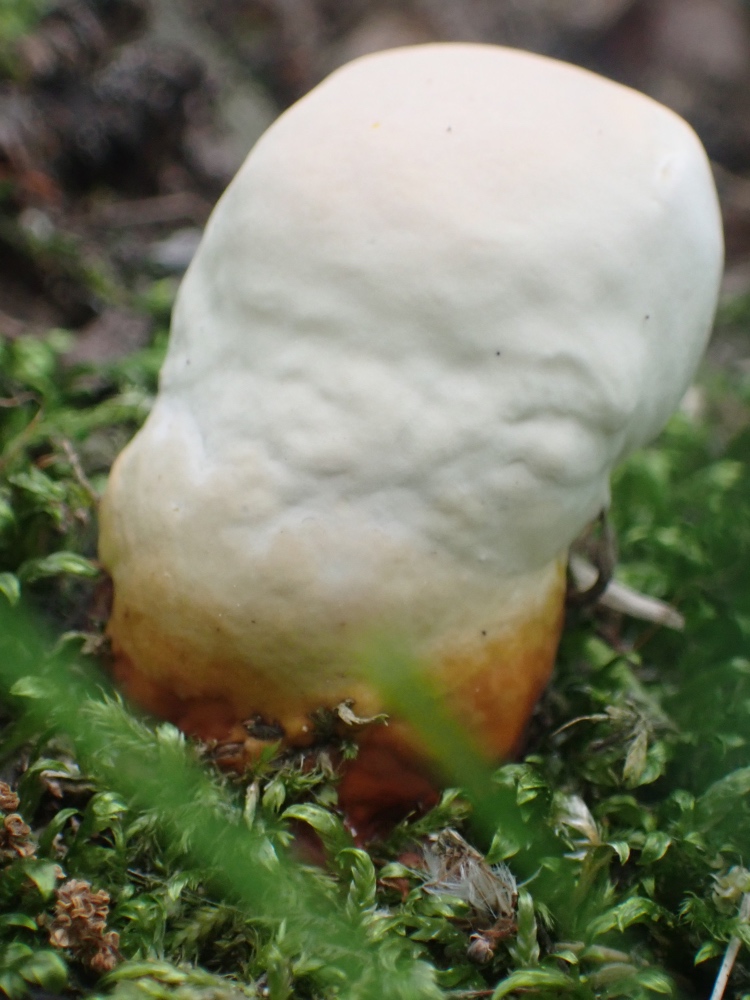 マンネンタケの写真