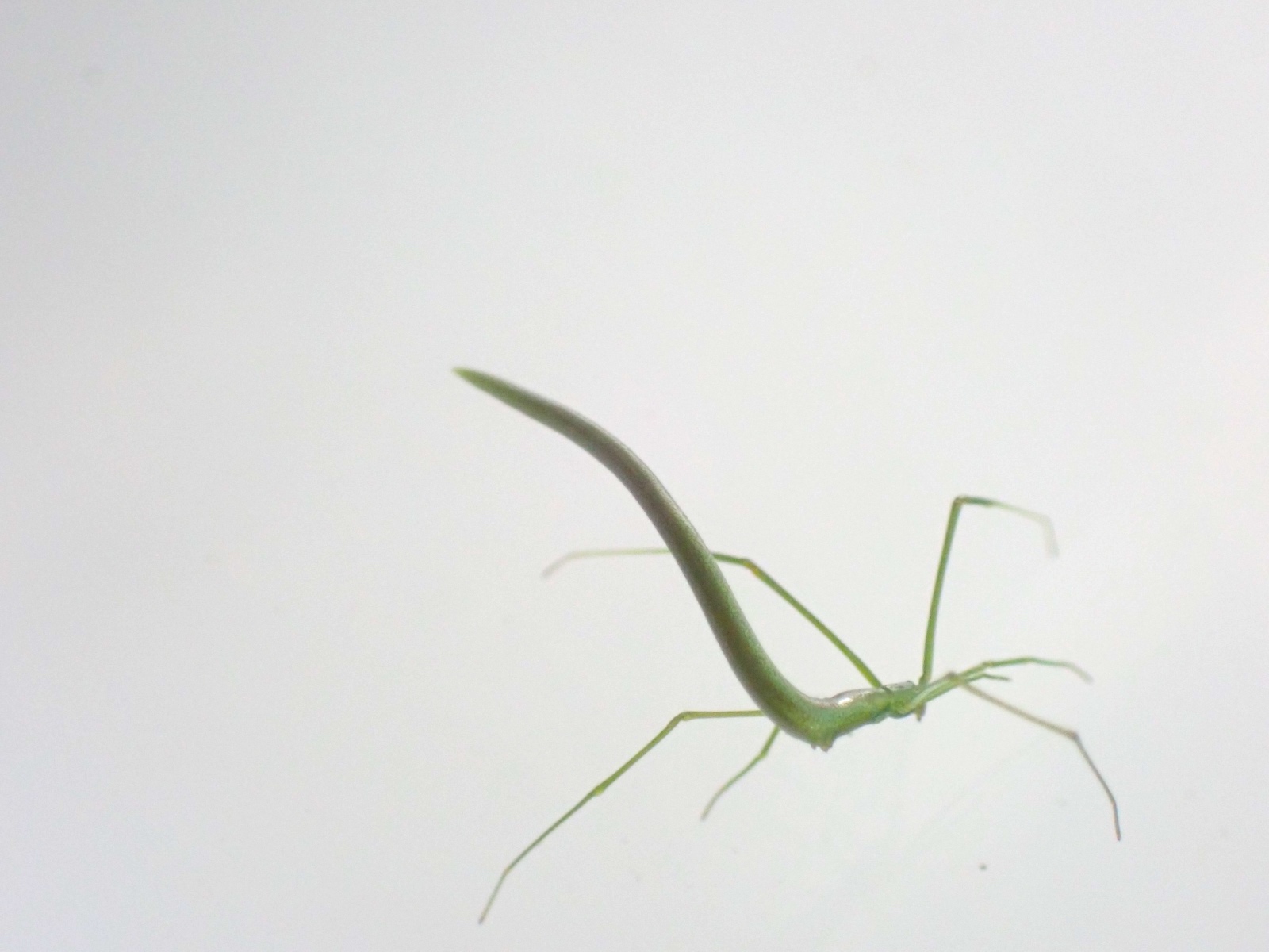オナガグモの写真