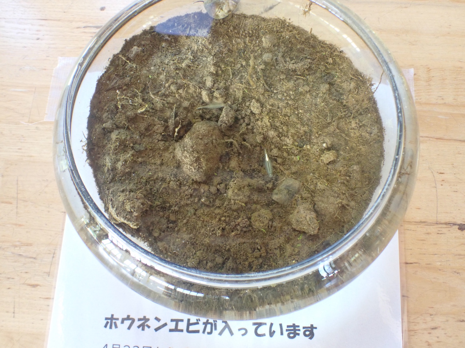 ホウネンエビの写真