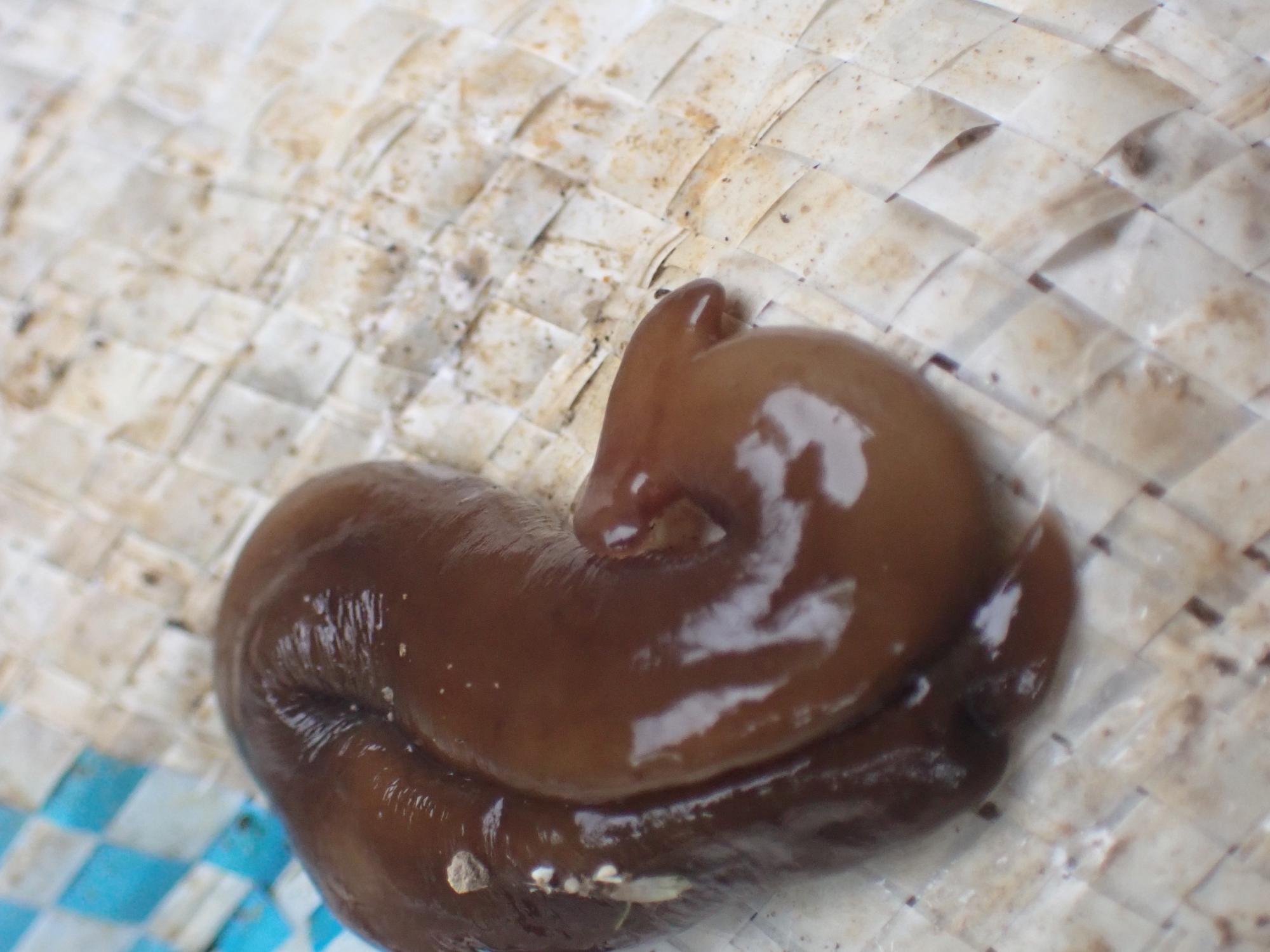 コウガイビルの写真