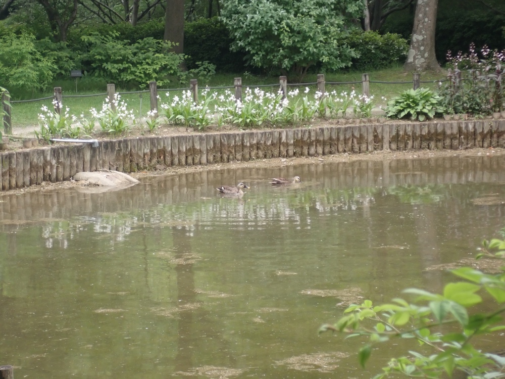 カルガモの写真