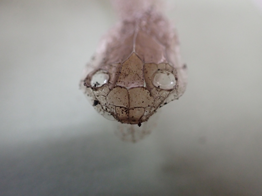 ヒバカリの抜け殻の写真