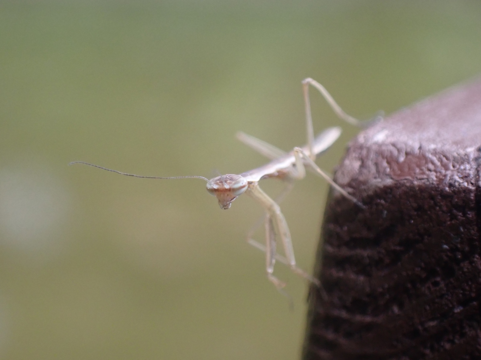 カマキリの写真