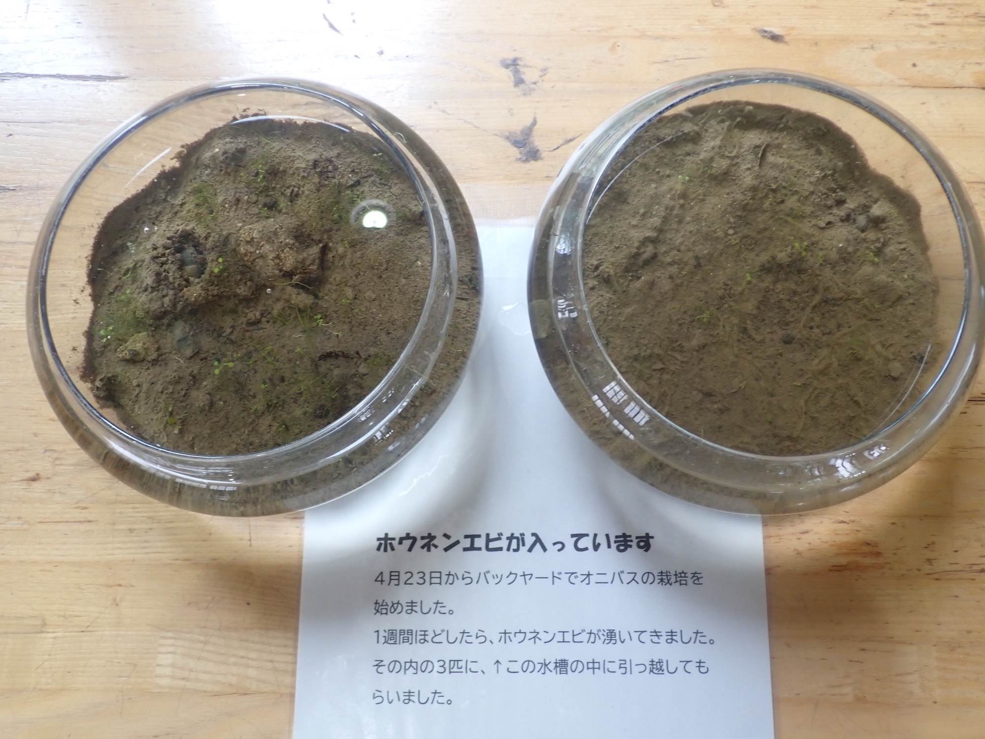 ホウネンエビの写真