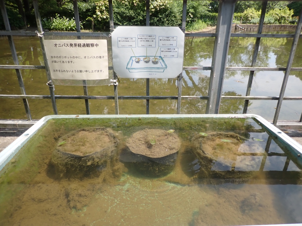 オニバスの写真