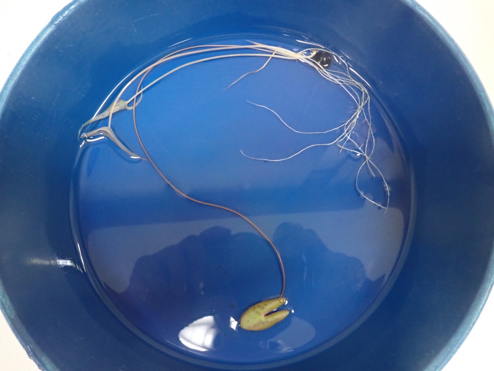 オニバス発芽種子の写真