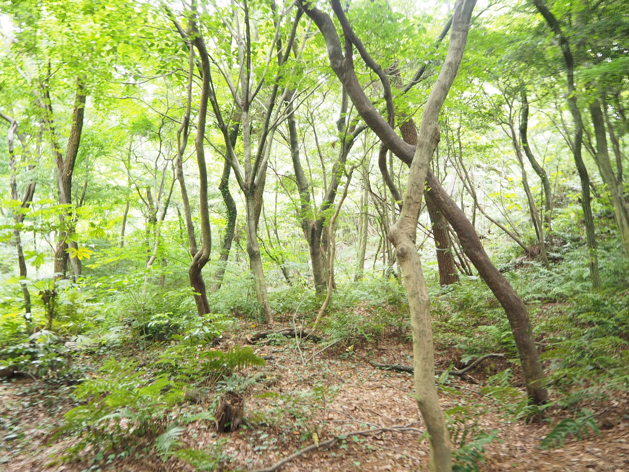 高根の森の写真