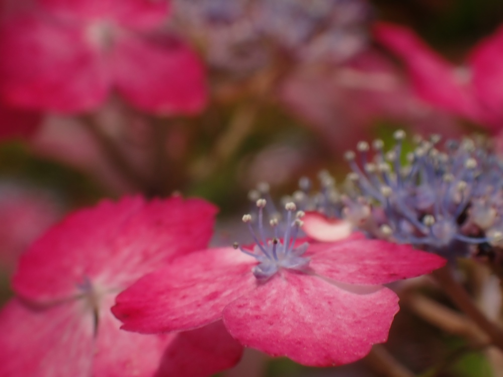 アジサイの花の写真