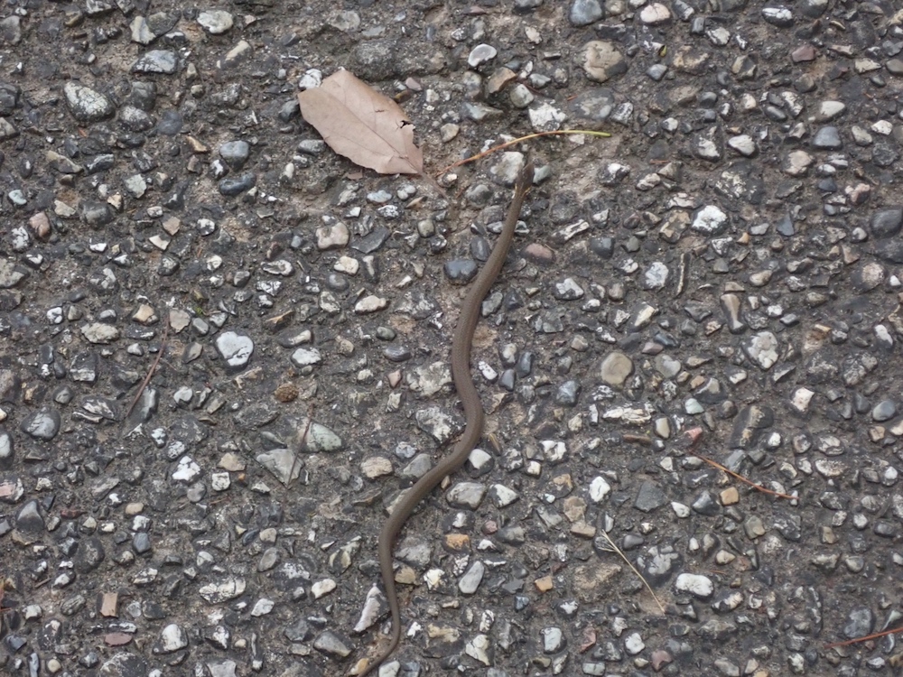 ヒバカリの写真