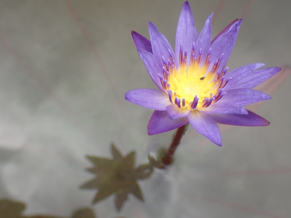 熱帯スイレンの花の写真