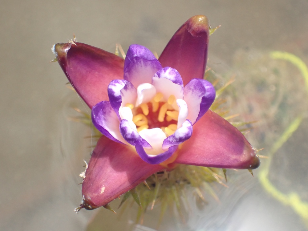 オニバスの花の写真