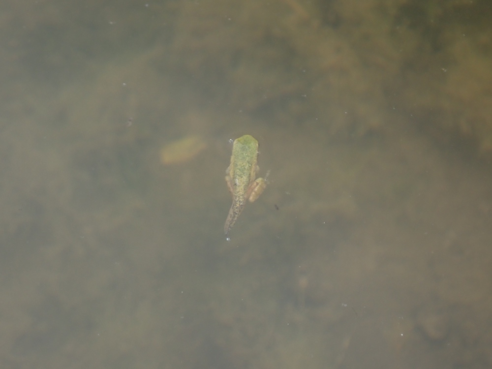 アマガエルの写真