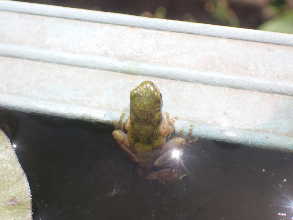 アマガエルの写真