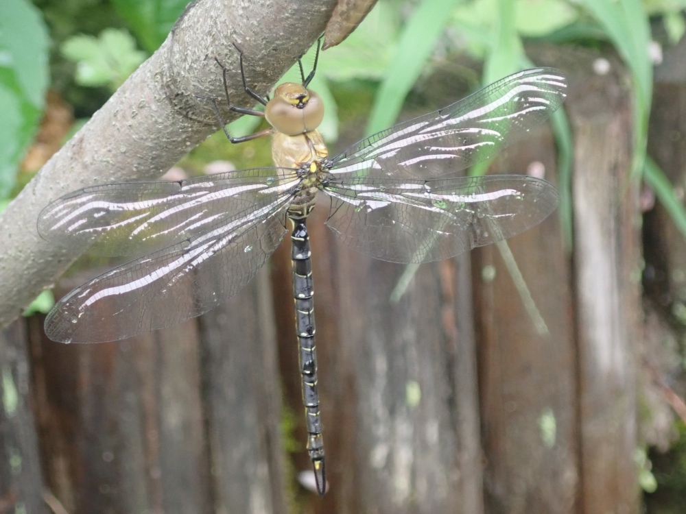 カトリヤンマの写真